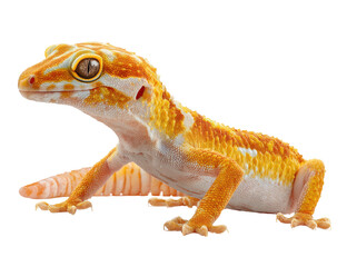 Obraz premium Close-up of a small, orange and white gecko
