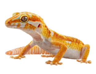 Close-up of a small, orange and white gecko