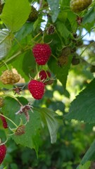 wild strawberry on a bush