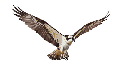 Osprey in Flight A Majestic Illustration