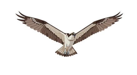An osprey in mid-flight, showcasing its majestic wingspan and predatory focus, captured in a detailed illustration.