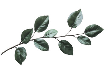 Obraz premium A green leaf branch isolated on transparent background
