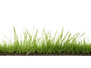 Obraz premium A long green grassy field with a white background