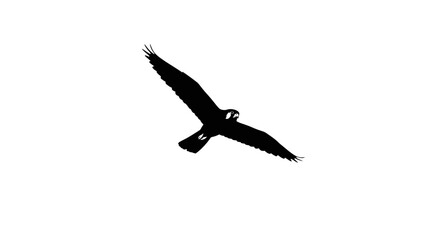 Fototapeta premium Majestic Hawk Silhouette in Flight A Black and White Image