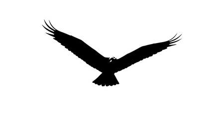 Fototapeta premium Majestic Bird in Flight A Black and White Silhouette