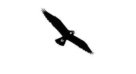 Obraz premium Majestic Bird Silhouette A Black and White Illustration of a Falcon in Flight