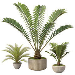 Three potted plants with green leaves are arranged in a row. The plants are of different sizes and are placed in different pots. The arrangement creates a sense of balance and harmony