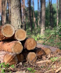 deforestation. firewood. tree bark. firewood production	