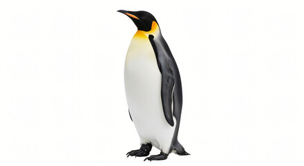 Fototapeta premium Emperor Penguin Isolated on White Background