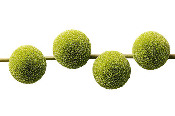 Four round, textured, light-green spheres connected by a thin, light-brown stem against a black background.  Close-up view
