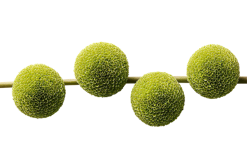 Four round, textured, light-green spheres connected by a thin, light-brown stem against a black background.  Close-up view