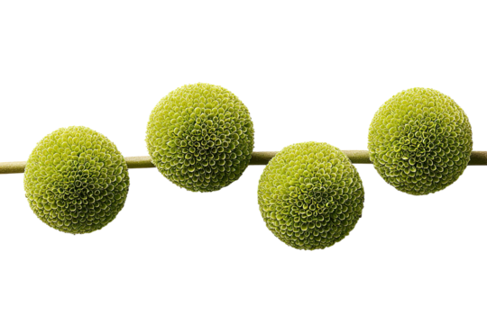 Four round, textured, light-green spheres connected by a thin, light-brown stem against a black background.  Close-up view