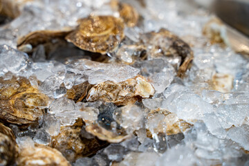View of fresh oysters on ice in fish market.