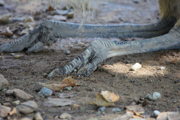close up legs of Common Emu (Dromaius novaehollandiae)