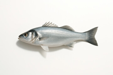 Naklejka premium Single Sea Bass Fish on Isolated White Background, Fresh Seafood Still