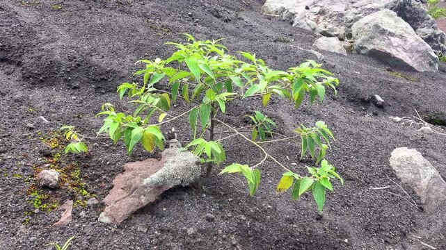 These are so-called pioneer plants. These species were first to settle on slag fields (pyroclastic deposits (detrital materia, dejectionl)) after eruption of volcano. Sulawesi Island. Indonesia