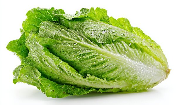 A fresh, green romaine lettuce with water droplets on the leaves.