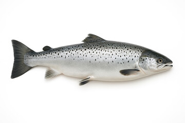 Obraz premium Silver Salmon Specimen on a White Background in Sharp Detail.