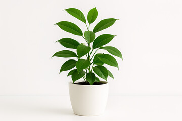 Fototapeta premium Minimalist Houseplant: Glossy Green Leaves in White Ceramic Pot on White Surface