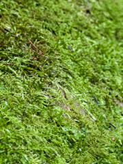 Macro Shot Of Fresh Green Moss Growing In Forest