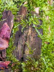 Fototapeta premium Close-Up Of Moss Growing On Rotten Tree Bark