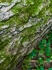 Close-Up Of Moss Growing On Tree Bark