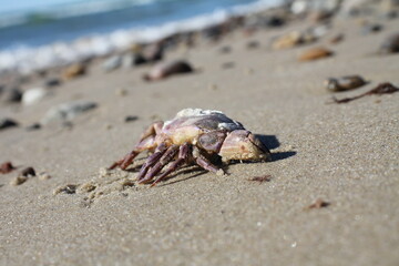 Krabbe am Strand