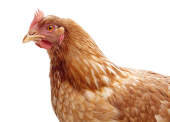 Brown hen poultry farm animal isolated on a transparent background