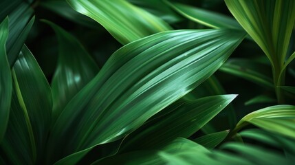 Obraz premium Lush green leaves, close-up