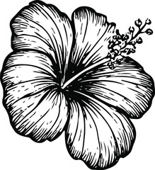 Fototapeta premium Vibrant Black and White Hibiscus Flower Illustration for Tropical Decor