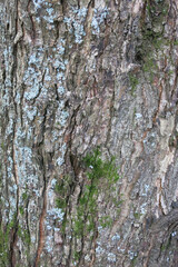 brown tree bark with cracks