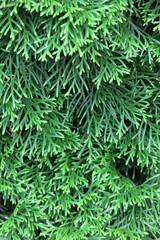 macro photography of thuja needles