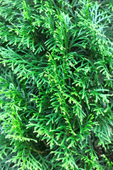 macro photography of thuja needles
