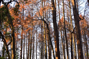 Close-up of trees in the autumn. Red leaves and bare tree. Autumn tree, colorful trees. Nature and landscape concept. Tree background.