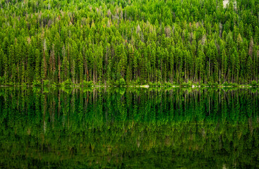 Trees Reflect in the Calm Waters of Grace Lake