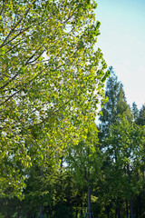 Close-up of the forest with full of trees. Green trees, nature scene. Tree background. Row of trees.