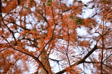 Close-up of trees in the autumn. Red leaves and bare tree. Autumn tree, colorful trees. Nature and landscape concept. Tree background.