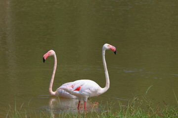 pink flamingo in the pond