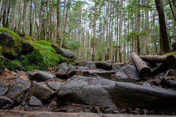 湿った登山道に転がる岩と倒木が印象的な原生林の一場面