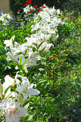 Lush white lilies bloom in the garden