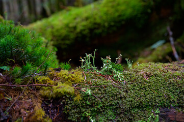 苔に覆われた倒木の上に小さな芽が芽吹く静かな森の中のワンシーン