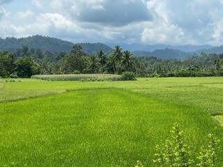 green field and blue sky