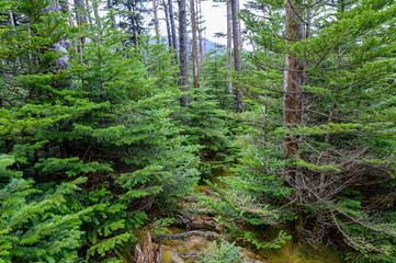 針葉樹が密集する斜面の山道が深い自然の息吹を感じさせる風景