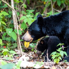 Fototapeta premium Black bear mother and cub in foliage