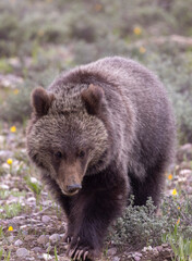 Fototapeta premium Grizzly Bear Cub in Grand Teton National Park Wyoming in Springtime