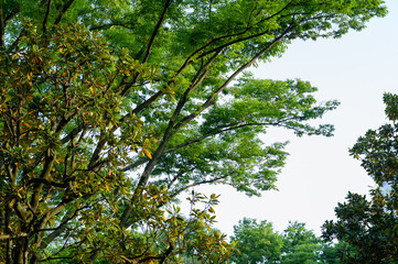 Obraz premium 木々の隙間から見える青空が爽やかな風を感じさせる風景