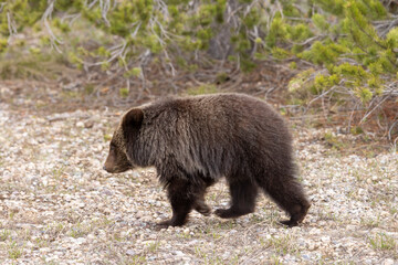 Grizzly Bear Cub in Grand Teton National Park Wyoming in Springtime © natureguy