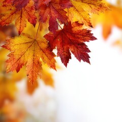 Fototapeta premium Vibrant autumn leaves in shades of red and gold against a light background.