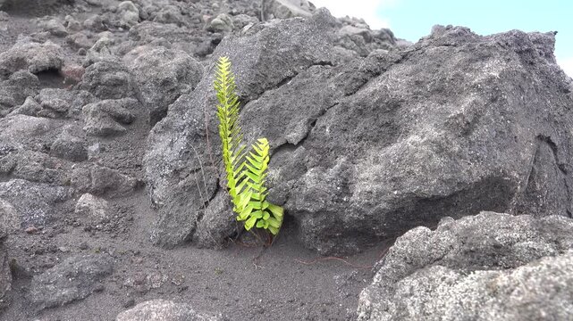 These are so-called pioneer plants. These species were first to settle on slag fields (pyroclastic deposits (detrital materia, dejectionl)) after eruption of volcano. Sulawesi Island. Indonesia