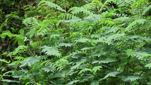 Senna occidentalis plant. The plant is full of feathery, pinnately compound leaves with numerous small, bright green leaflets arranged neatly along the stems. The foliage is dense and bushy.